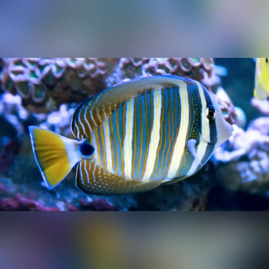 Colorful striped fish swimming among coral in an aquarium setting