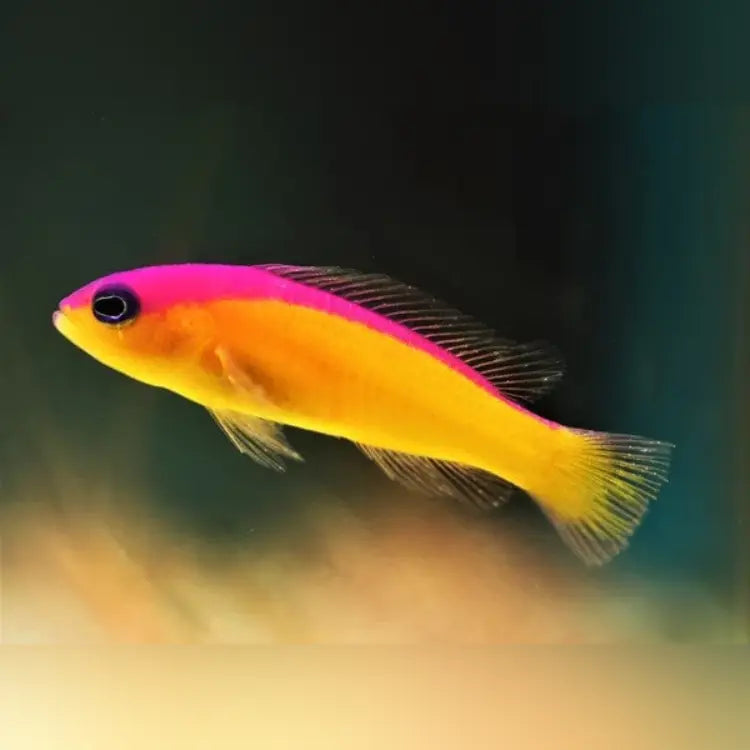 Diadema Dottyback