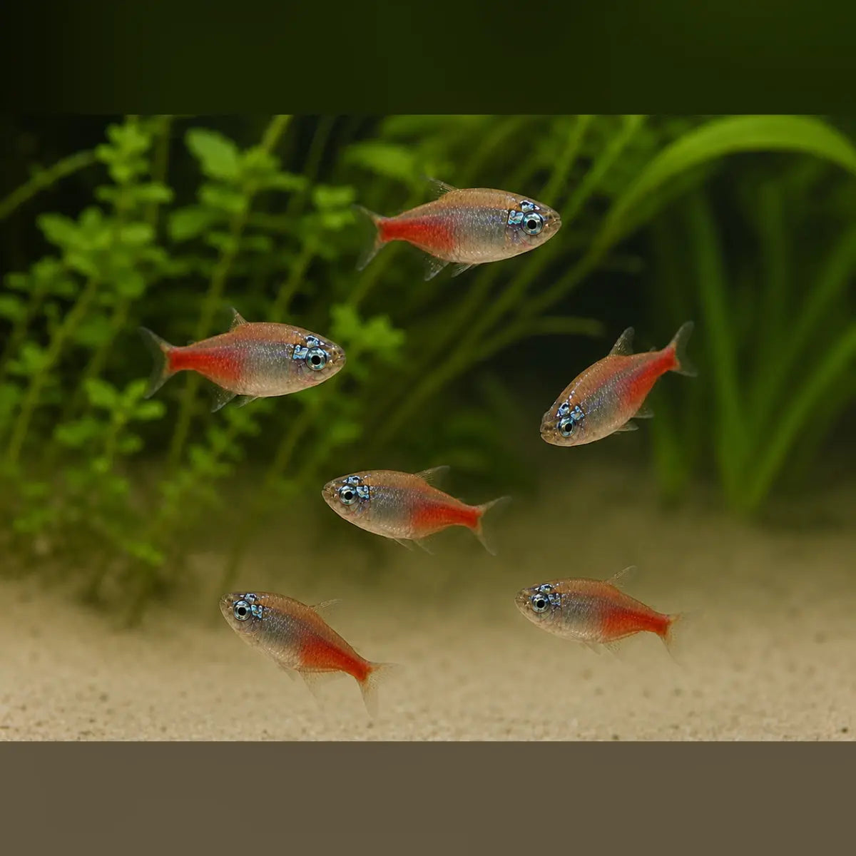 Diamond Head Neon Tetra (School of 6)