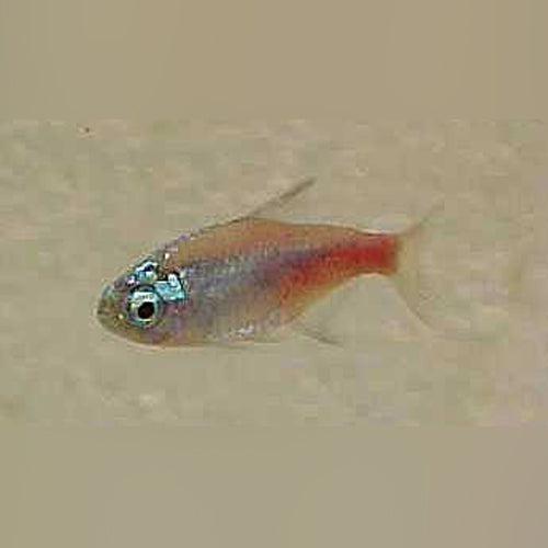 Diamond Head Neon Tetra (school of 6)