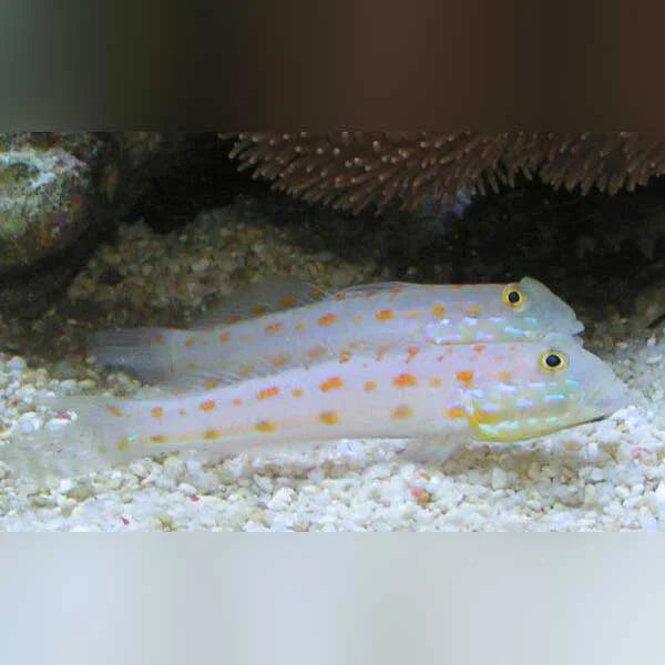 Two small fish with orange spots in an aquarium setting.