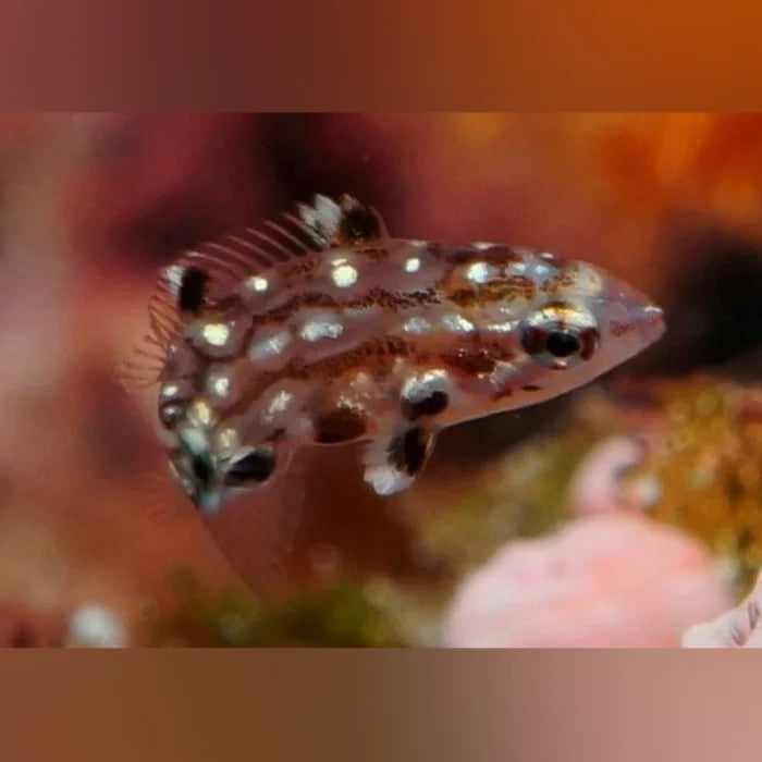 Diana's Hogfish for Sale | 10-Inch Aggressive Predator – AquariumFish.com
