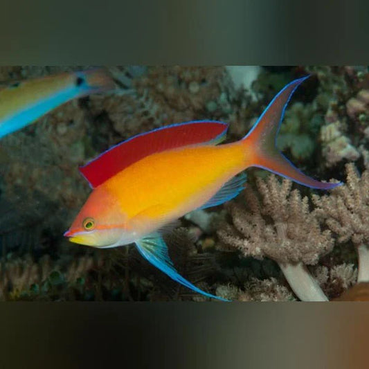 Colorful fish swimming in an aquarium with coral
