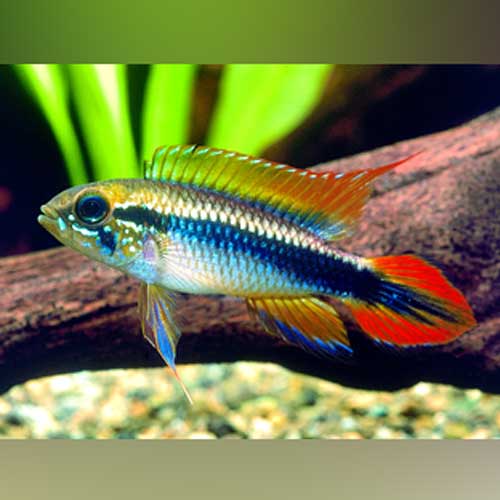 Apistogramma Agassizi Double Red (Pair)