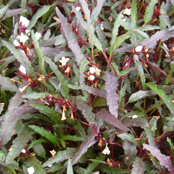 Dragon's Tongue (Flame)