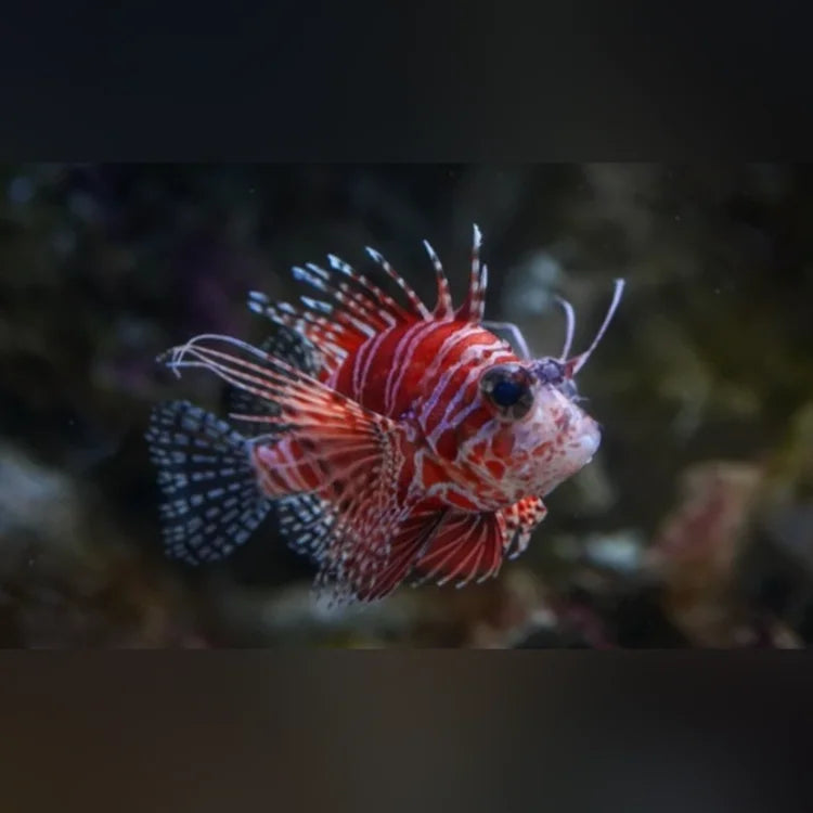Red and white lionfish on a blurred underwater background