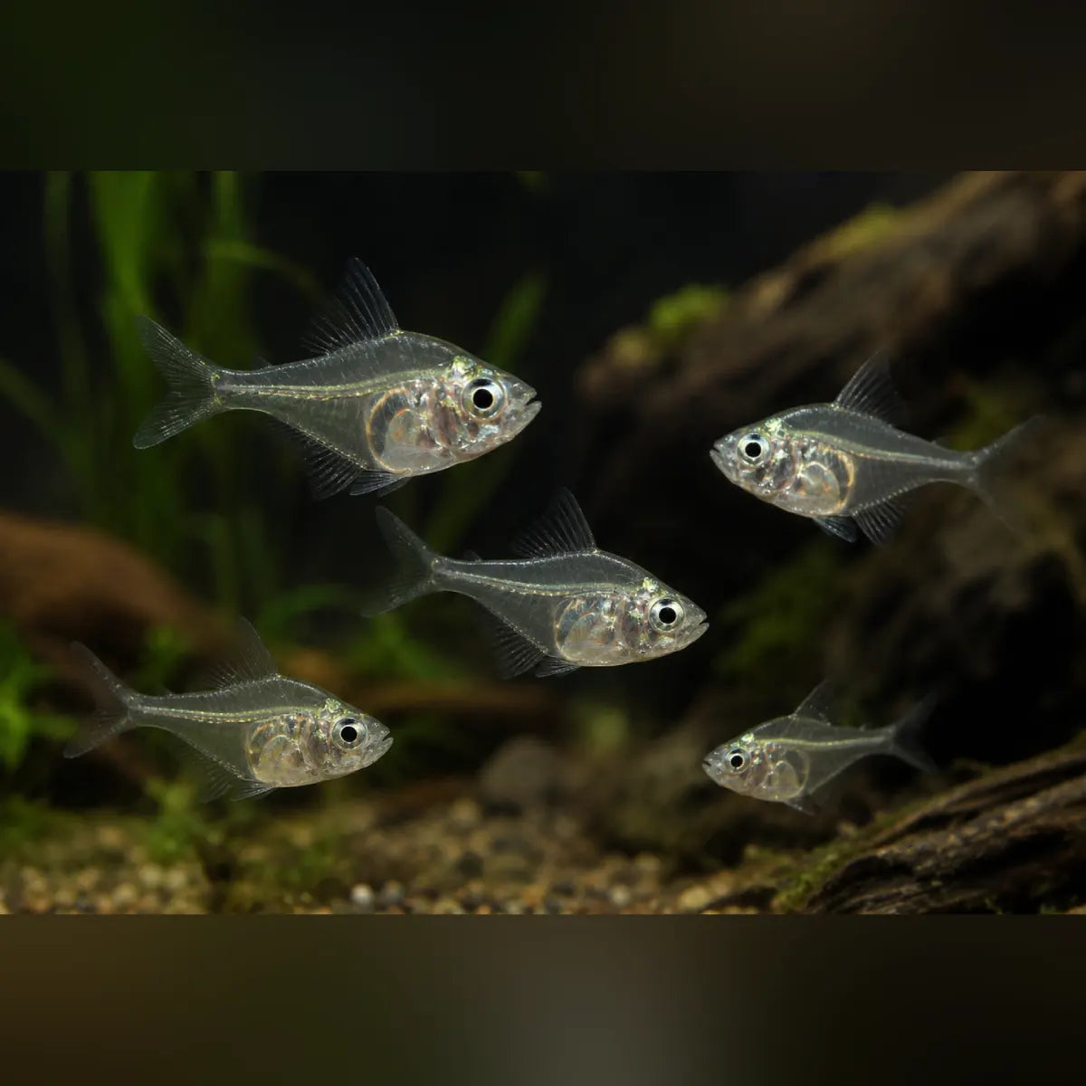 Dwarf Glass Fish (School of 5)