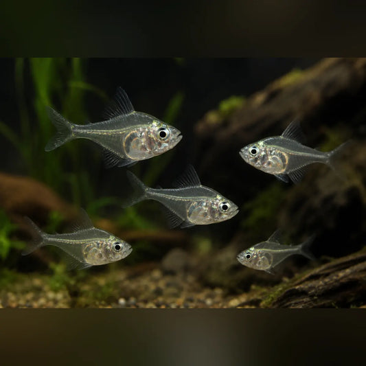 Dwarf Glass Fish (School of 5)