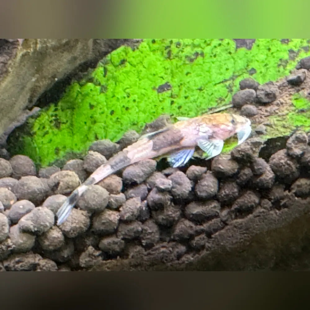 Small fish in an aquarium with green moss and gravel