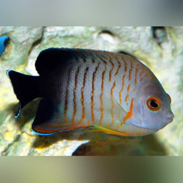 Eibli Angelfish with black, orange, and white colors swimming in an aquarium setting.