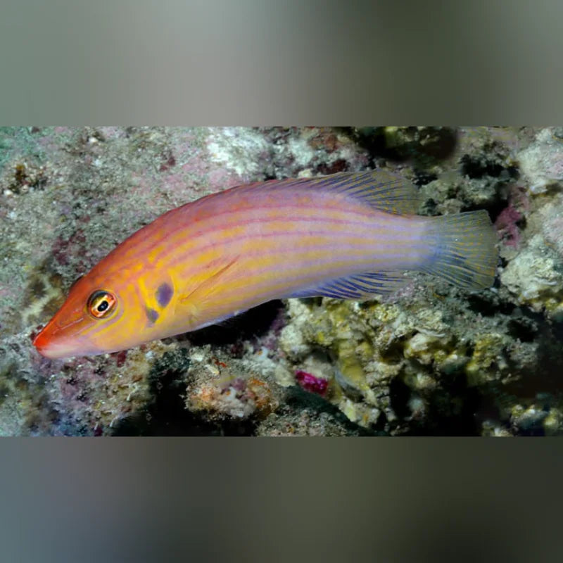 Eight Line Wrasse