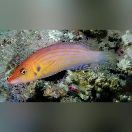 Eight Line Wrasse