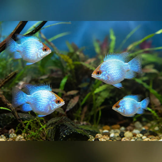 Electric Blue Balloon Ram (Group of 4)