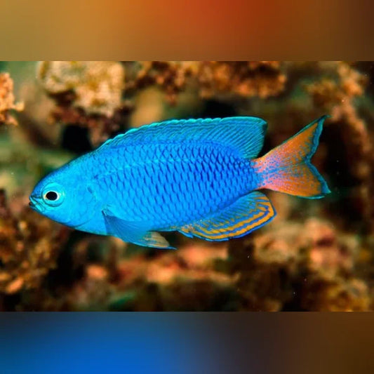 Electric Blue Damselfish with orange tail swimming in an aquarium setting