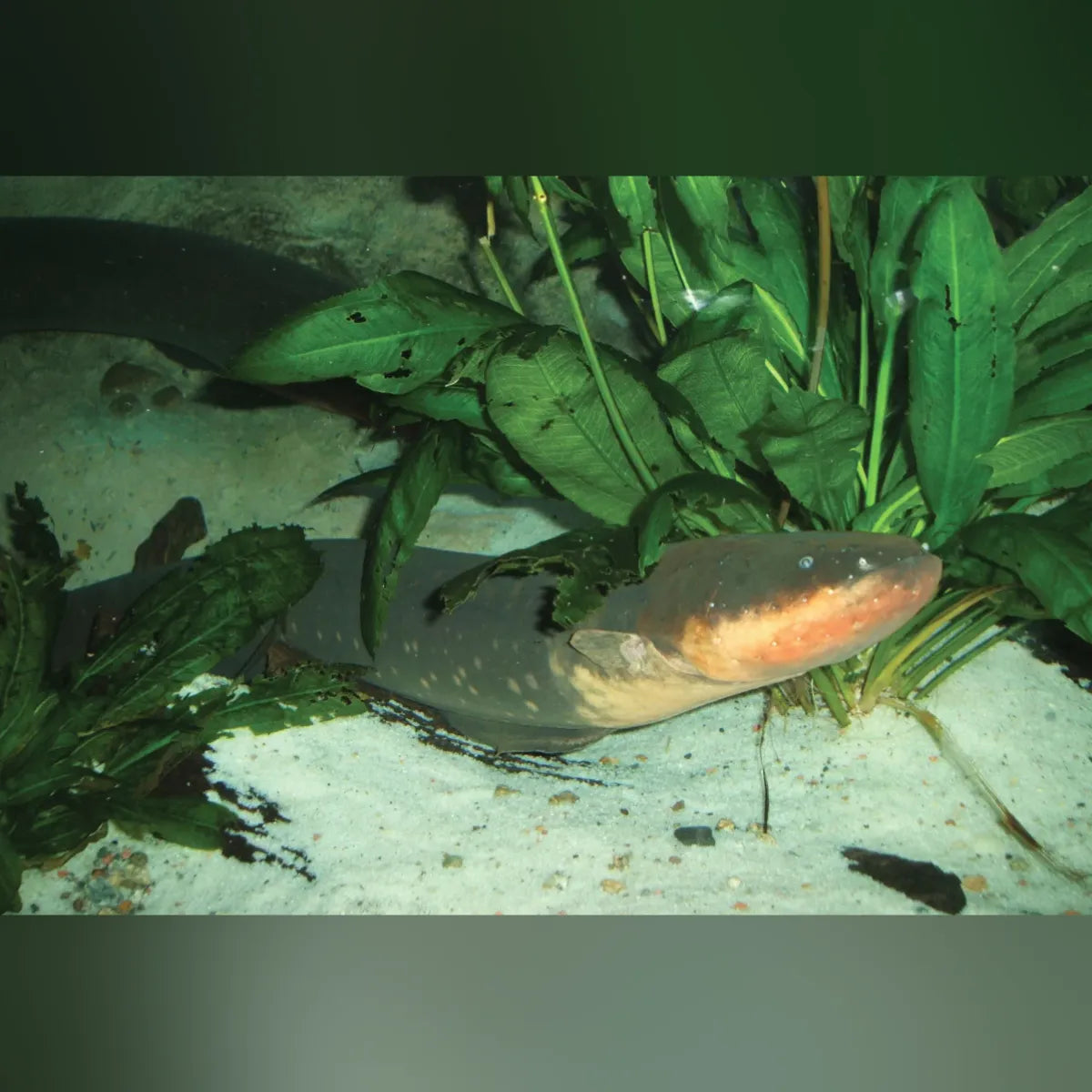 Electric Eel