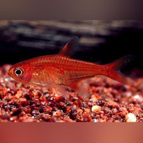 Ember Tetra