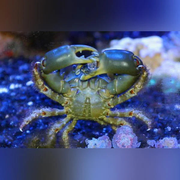 Emerald Crab