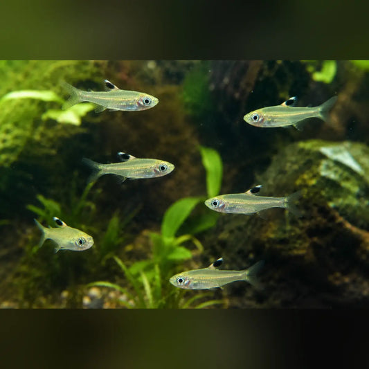 Emerald Eye Rasbora (School of 6)
