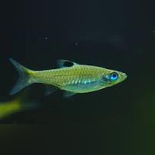 Emerald Eye Rasbora