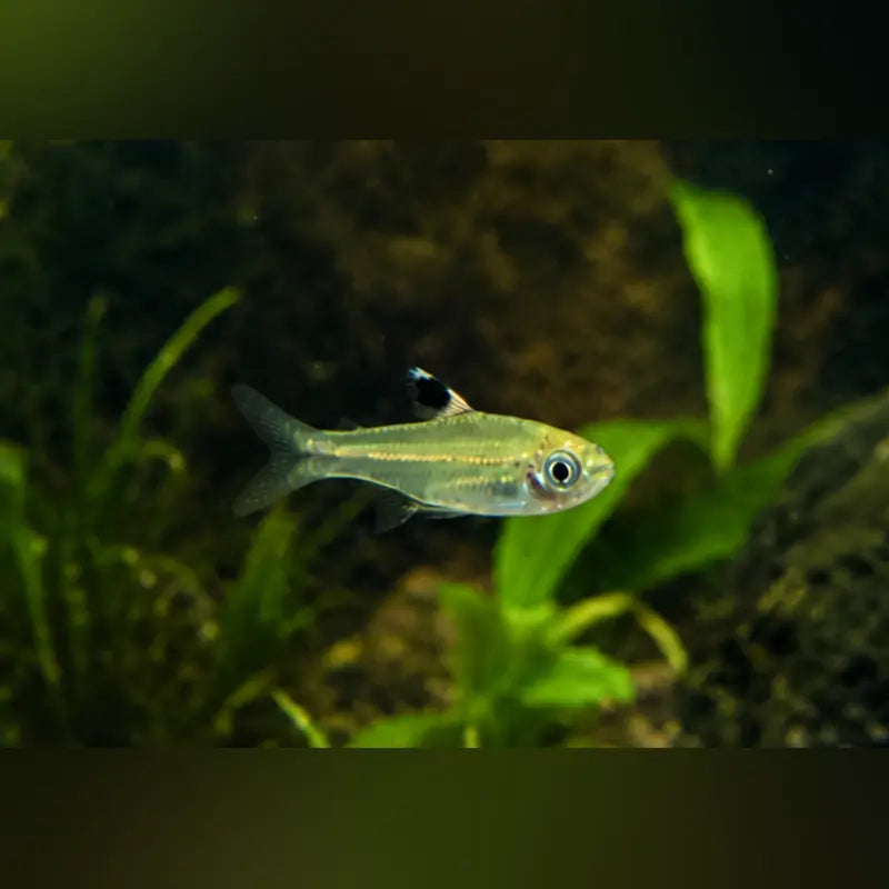 Emerald Eye Rasbora
