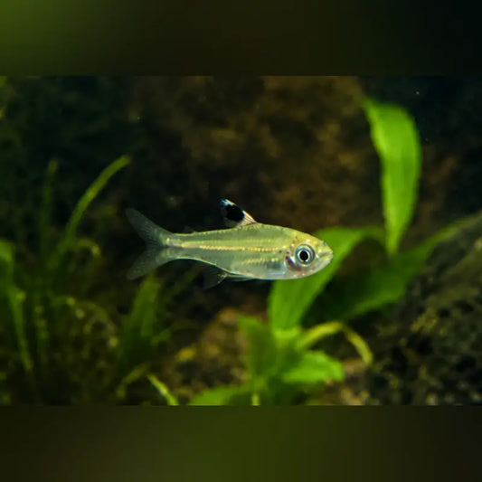 Emerald Eye Rasbora
