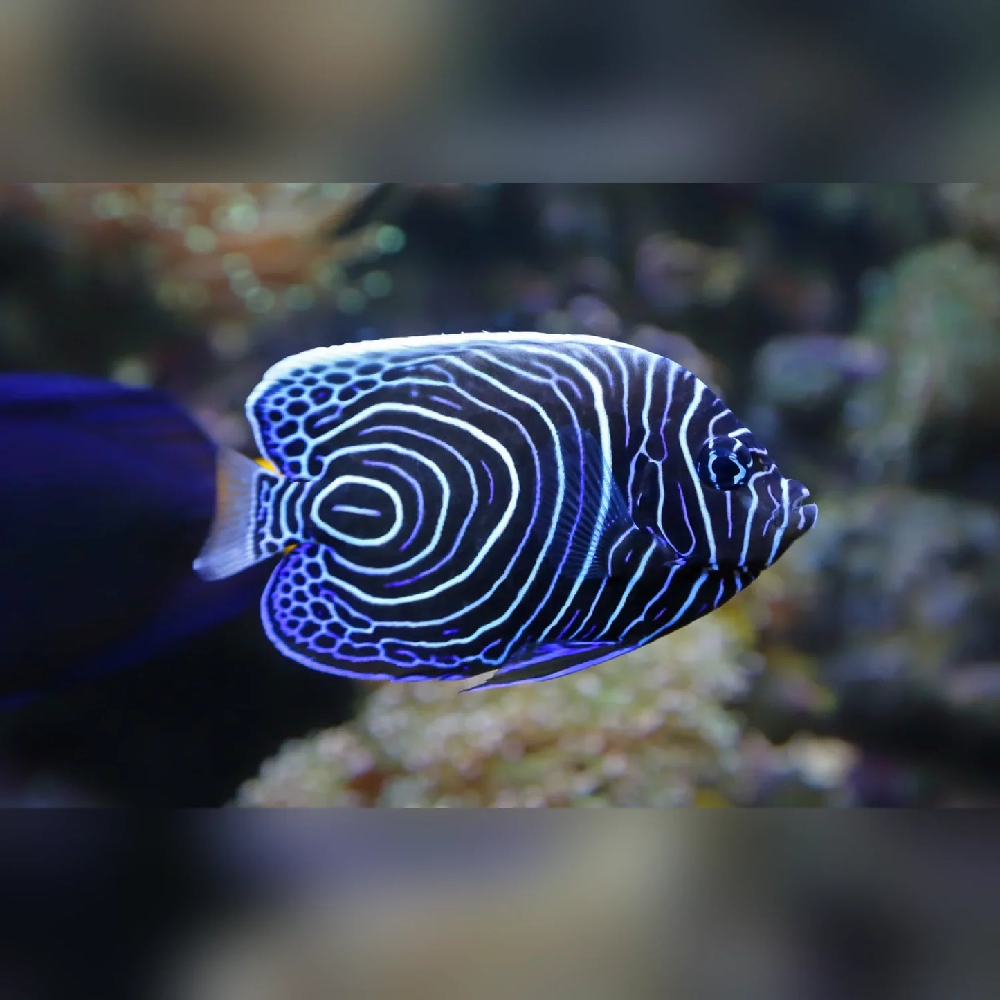 Blue and white striped fish swimming in an aquarium setting