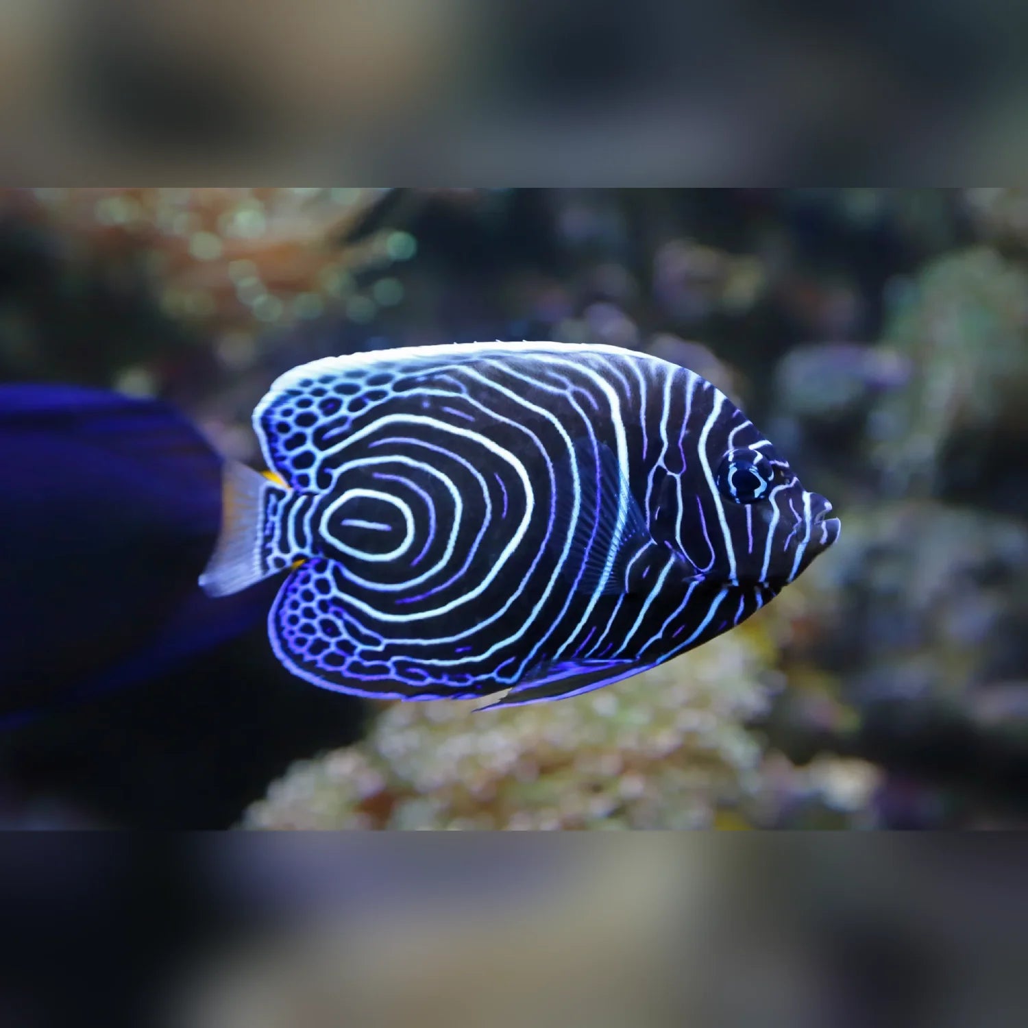 Blue and white striped fish swimming in an aquarium setting