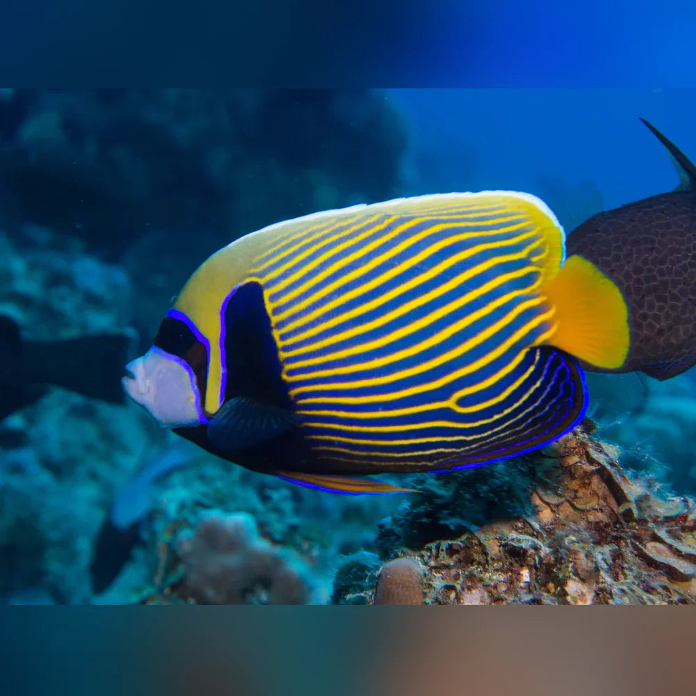 Colorful striped fish swimming near coral in an underwater setting