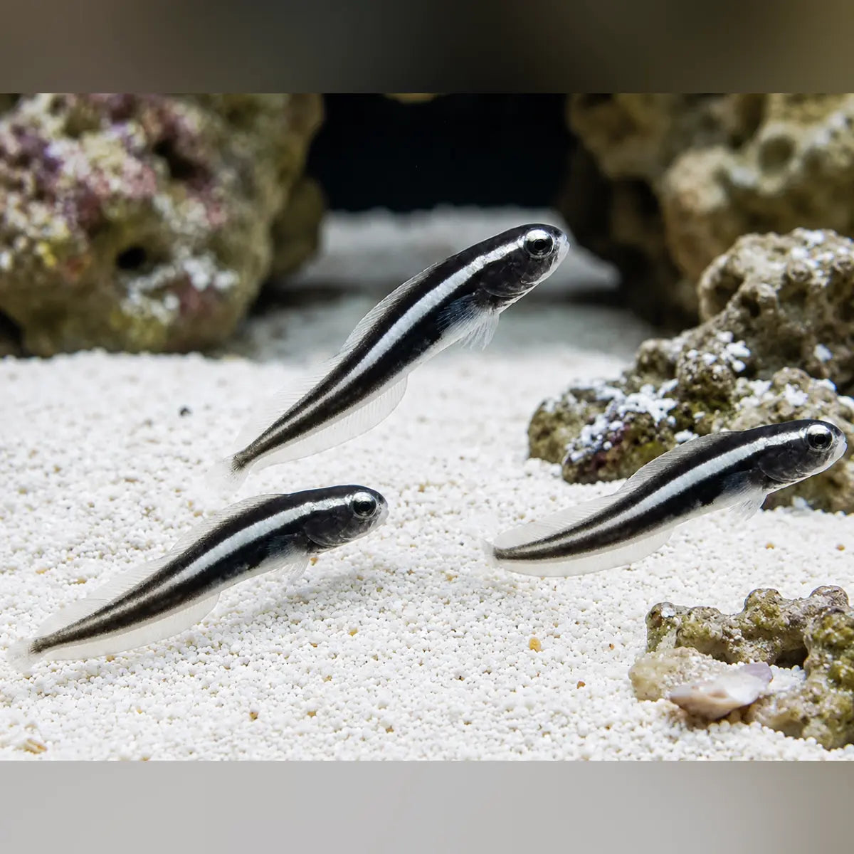 Engineer Goby (3-Pack)