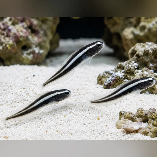 Engineer Goby (3-Pack)