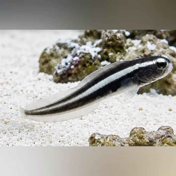 Engineer Goby