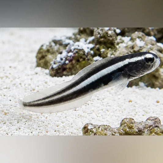 Engineer Goby