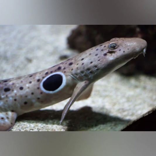 Epaulette Shark