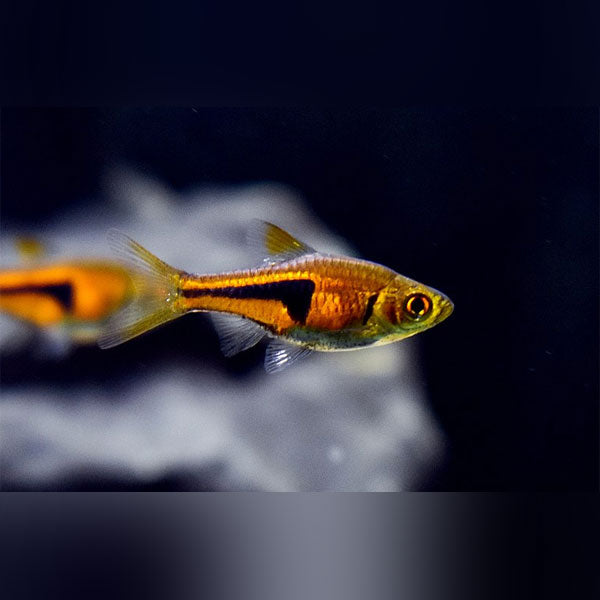 Pork Chop Rasbora (school of 6) – AquariumFish.com