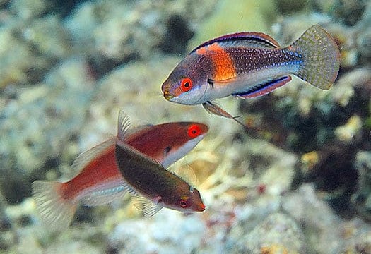 Balteatus Fairy Wrasse - Pair