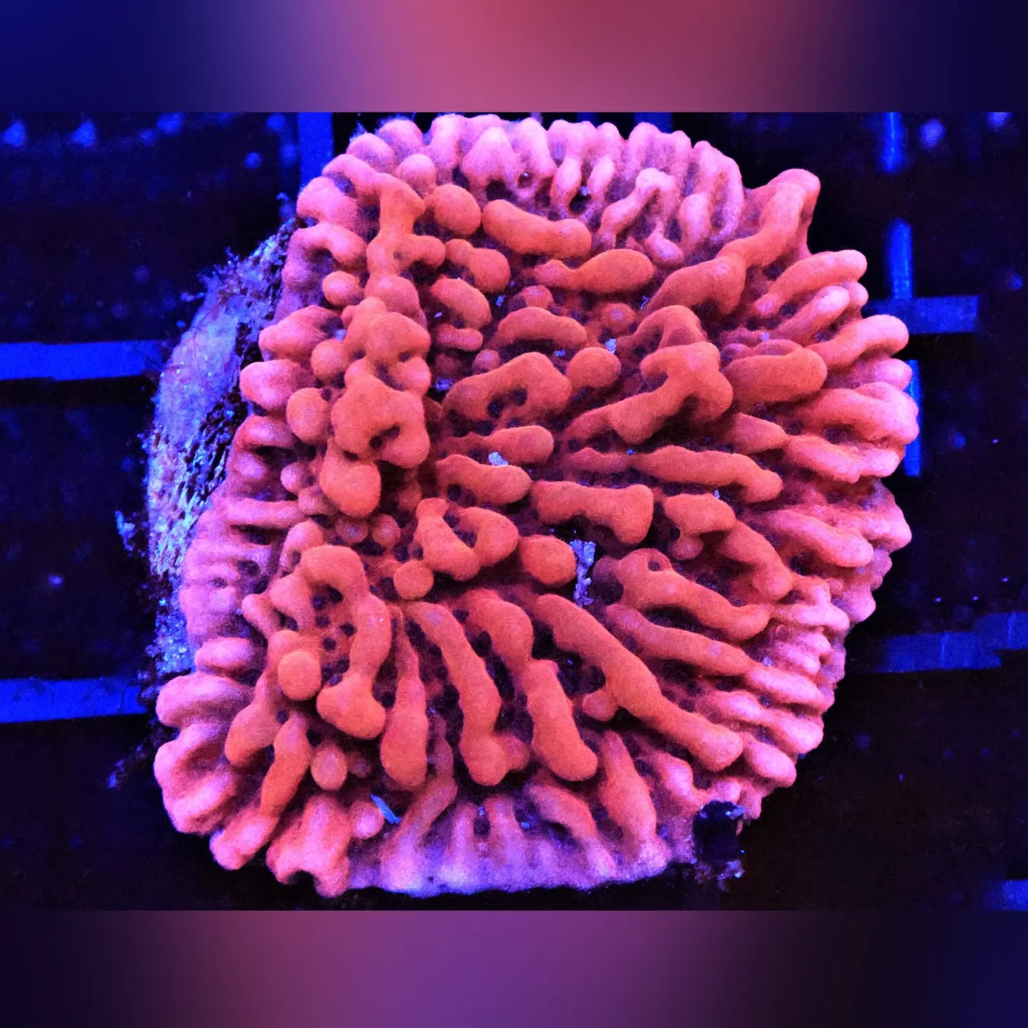 Fairy Tale Montipora