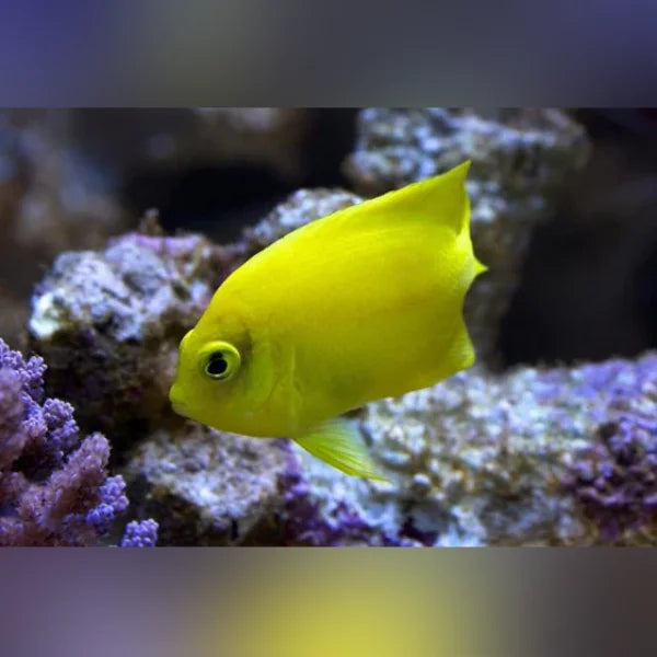 False Lemonpeel Angelfish swimming among coral in an aquarium setting