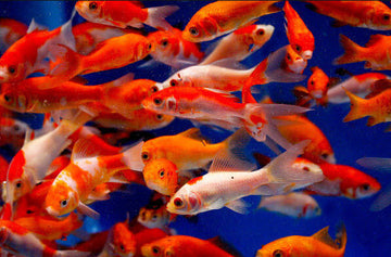 Freshwater Fish Bundles for Sale | AquariumFish.com