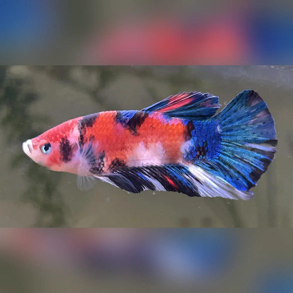 Female Koi Betta