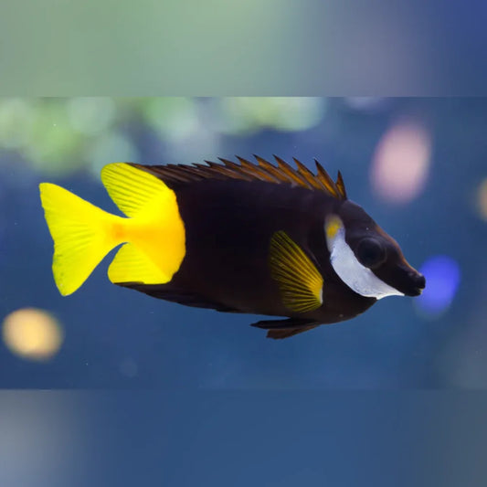 Fish with a yellow tail and black body swimming in water