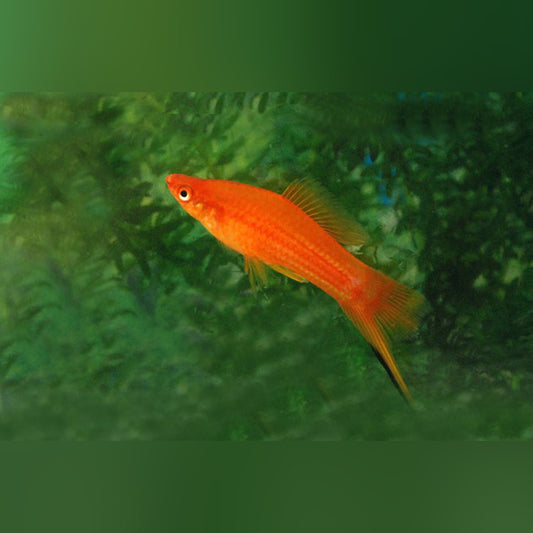 Fire Red Swordtail (group of 4)