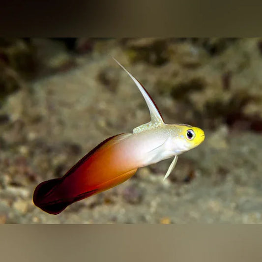 Small fish with a red and yellow body against a blurred underwater background