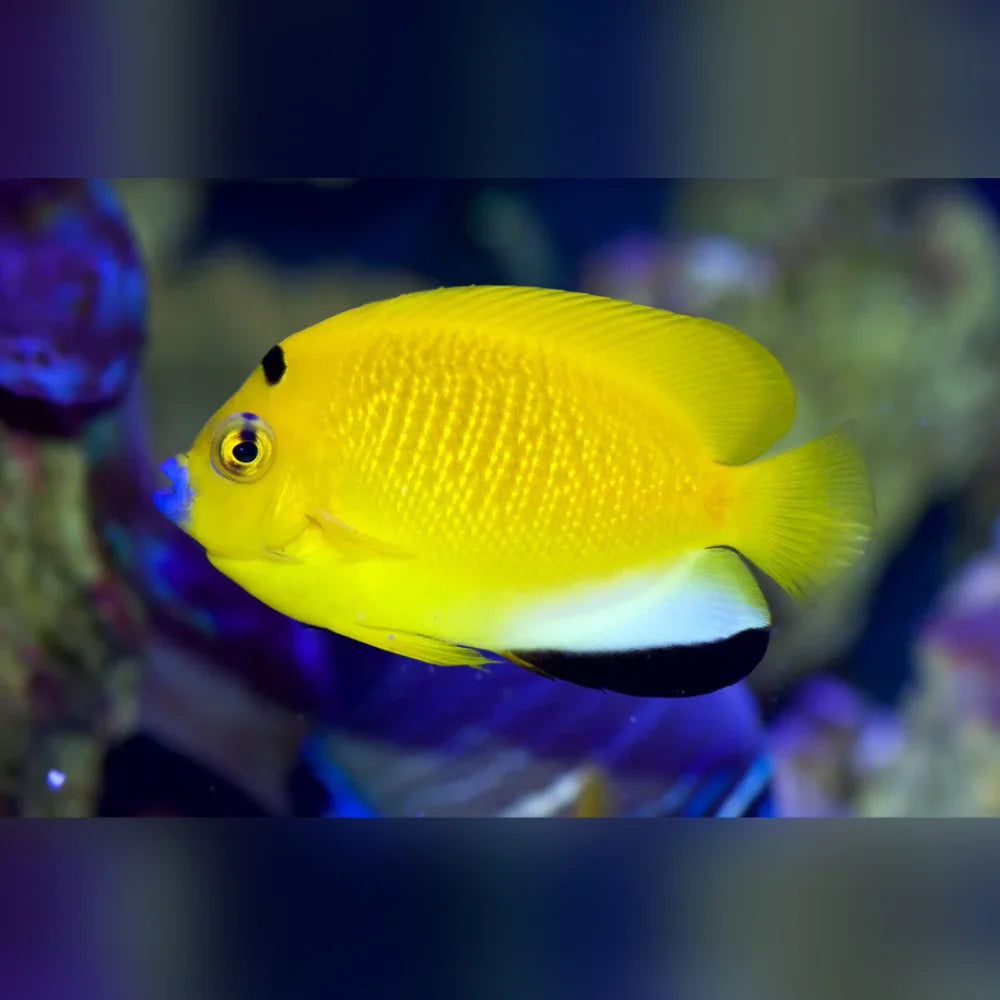 Yellow fish with black markings in an aquarium setting