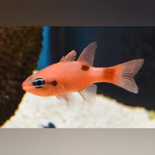 Flame Cardinalfish