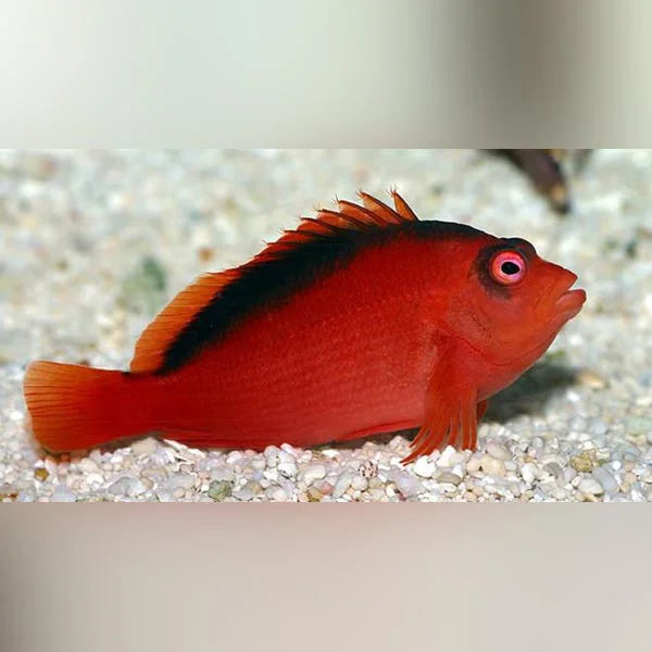 A bright red flame hawkfish with dark markings along the dorsal fin and around the eyes, resting on white gravel at the bottom of an aquarium.