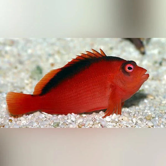 A bright red flame hawkfish with dark markings along the dorsal fin and around the eyes, resting on white gravel at the bottom of an aquarium.