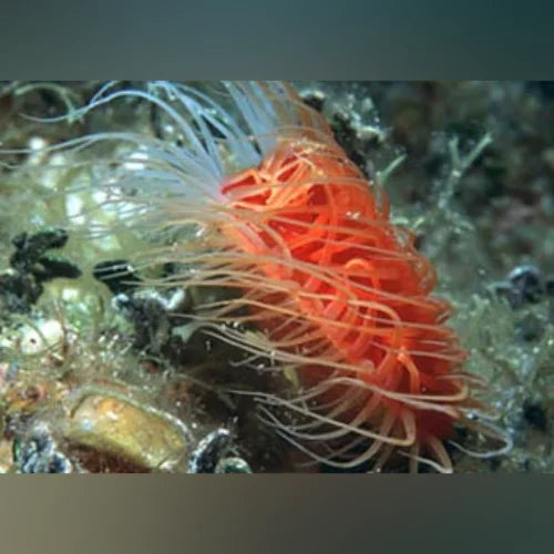 Close-up of a vibrant orange sea anemone on a seabed with various textures and colors.