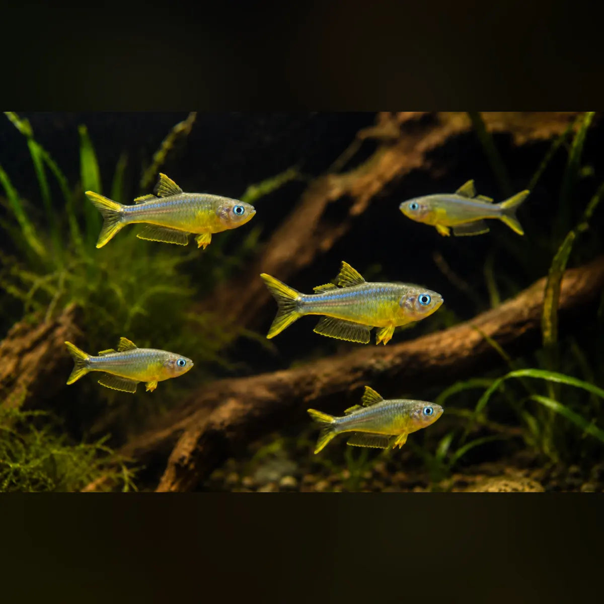 Forktail Rainbowfish (School of 5)