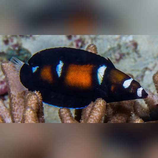Formosa Wrasse