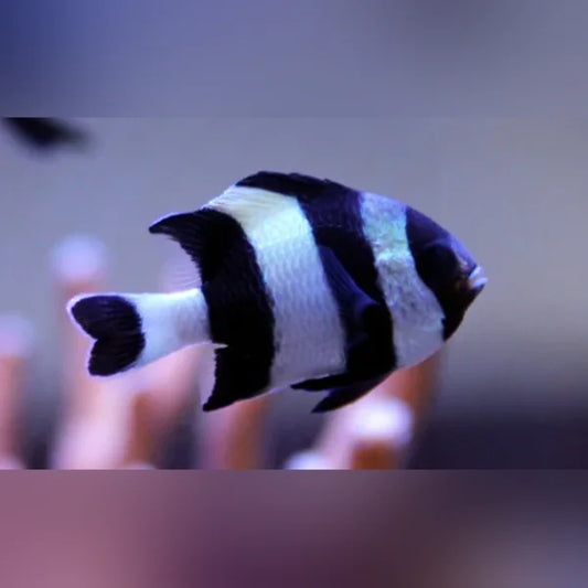 Black and white striped fish in an aquarium setting